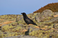 Torre - Serra da Estrela